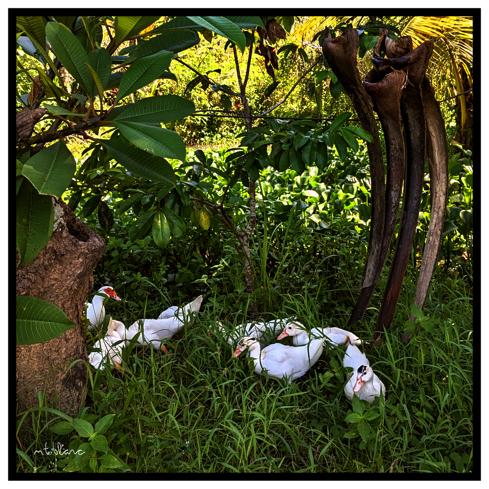 Group of ducks in the jungle