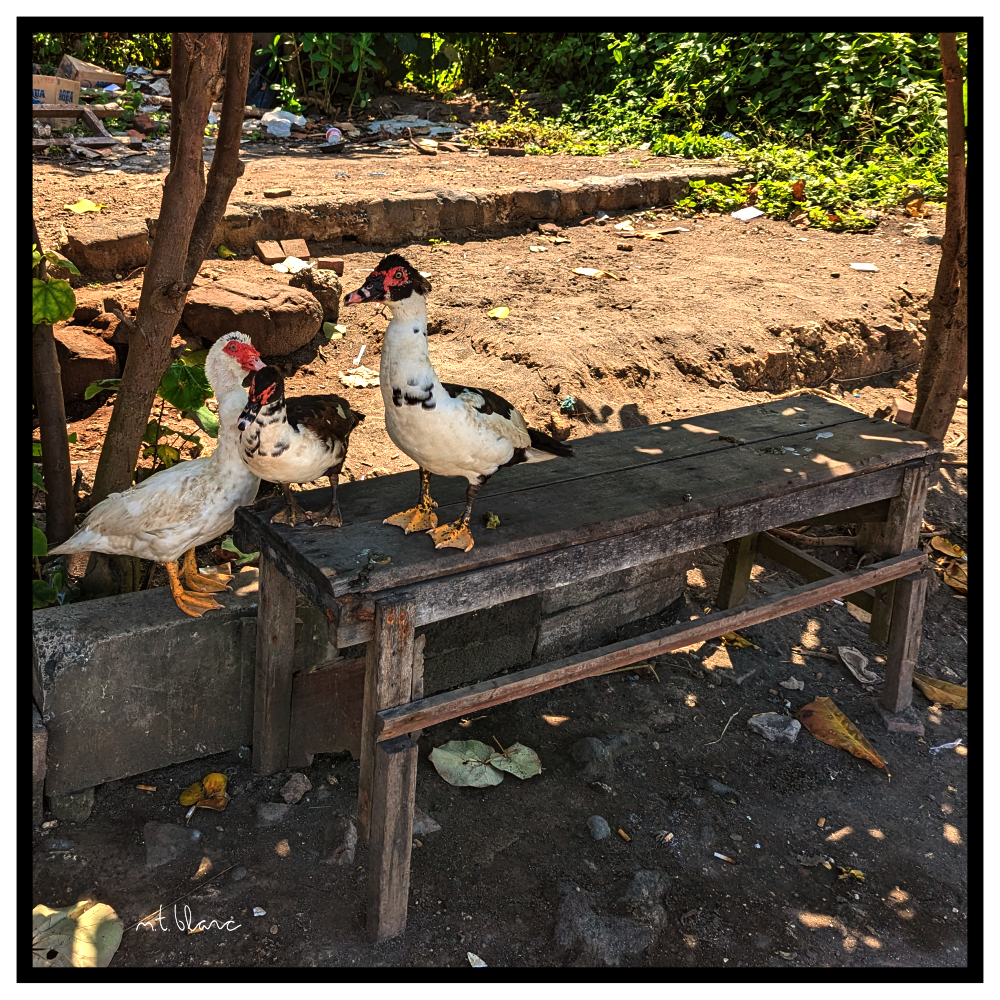 Trio of ducks on bench