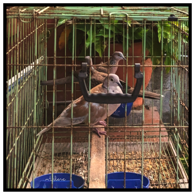 Trio of pigeons in a small, dirty cage—side view